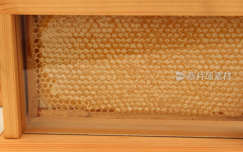 蜂房板/六角形蜂房，玻璃柜，养蜂